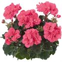 Bild von Geranium Staand P12 Dolce Vita Lisa